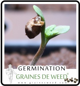 germination graine