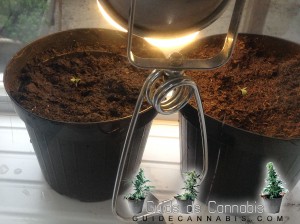 Lampe fluorescente à pousser du cannabis