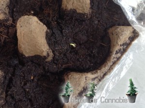 germination autoflo cannabis