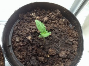 Cannabis Autofloraison planté en juin