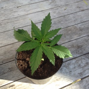 Terreau spécial rosiers pour le cannabis