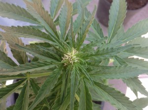 Les petities têtes de fleurs de cannabis autofloraison