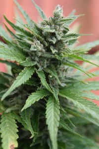 Cannabis-Autofloraison-recolte12