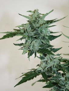 cannabis autoflo fin floraison