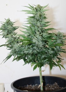 cannabis plante petite taille