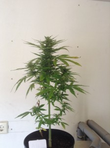 petite plante de cannabis, environ 70 centimetre avec le pot