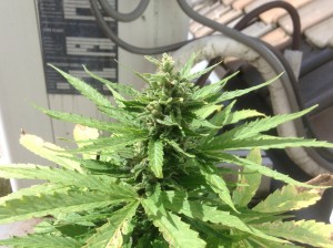 Petit plante de cannabis pour le balcon